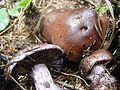 !!Cortinarius traganus!!