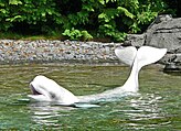 Beluga whale