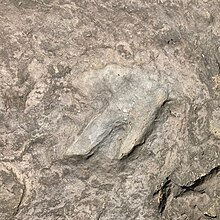 close up image of dinosaur footprint