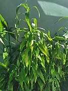 Dracaena sanderiana ("lucky bamboo")