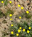 Eschscholzia minutiflora