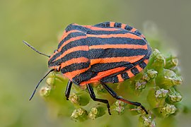 Graphosoma italicum - Kulna