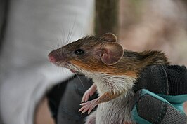 Heteromys gaumeri