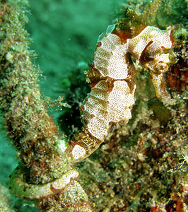 Hippocampus spinosissimus