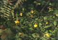 Großes Springkraut (Impatiens noli-tangere)