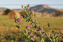 Takarmánylucerna (Medicago sativa)