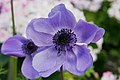 An Anemone coronaria cultivar