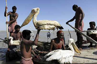 Not far from Mohenjo-Daro (or Mohenjodaro) - These Mohana fishermen/hunters use lures from real birds to catch more birds. They will either eat them or sell them. Mohenjodaro, Pakistan.