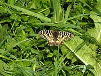 Osterluzeifalter (Zerynthia polyxena)