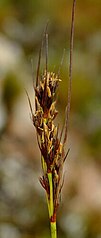 Flowering head