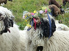 Prämiertes Schwarznasenschaf