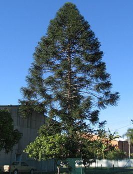 Araucaria bidwillii