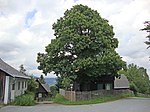 Edelkastanie (Castanea sativa)