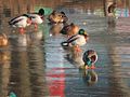 Enten auf der zugefrorenen Saar