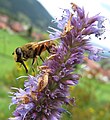 vermutlich in einem Hausgarten im Ostrachtal fotografiert