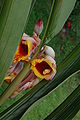 Alpinia zerumbet