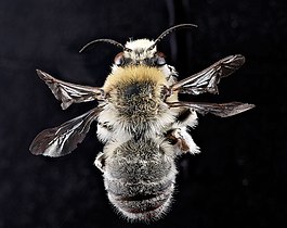 Anthophora occidentalis