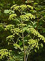 Plant of Peucedanum verticillare