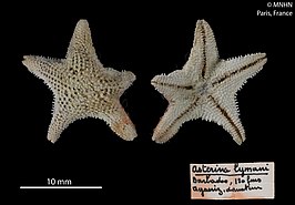 Asterinides pilosa