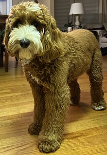 An eleven-month-old dark gold Cobberdog with a white muzzle and forehead, thus making it parti-coloured. She is lying down and facing the camera. The dog has the breed's distinctive single coat hair (hypoallergenic) and "floppy" ears