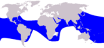 Pantropical spotted dolphin range