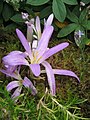 Colchicum montanum & Scilla autumnalis