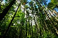 Pine forest within Council Grounds State Park