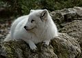 Polarfuchs / Eisfuchs (Alopex lagopus)