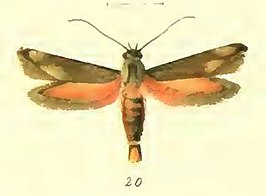 Eretmocera levicornella