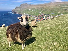 Sauer på beite ved Sumba. Foto: kallerna