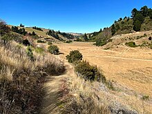 A valley covered in golden grasses and dotted by small bushes