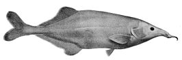 Genyomyrus