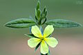 Helianthemum ledifolium-6