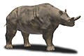 Megacerops, North America