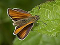 en:Walthamstow_Marshes, en:External morphology of Lepidoptera