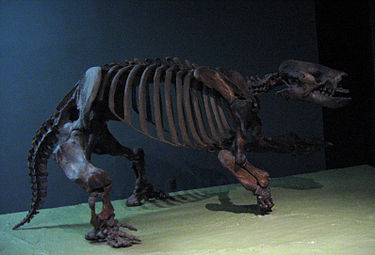 Paramylodon harlani fosili, Doğa Tarihi Müzesi - Washington, DC.