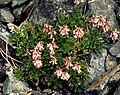 Penstemon tracyi