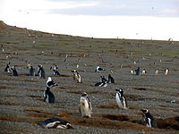 Humboldt-Pinguine nisten auf der Insel Magdalena