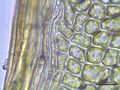 edge of the leaf, magnified ~400 times Photo by Kristian Peters