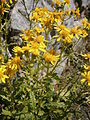 Senecio vernalis