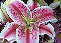 1 Lilium (cultivar is 'Stargazer')