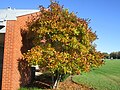 Star magnolia in autumn