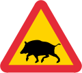 Wild boars