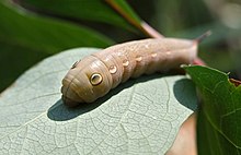 Foto einer blassgelben Raupe