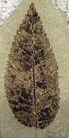 Ulmus chuchuanus fossil leaf