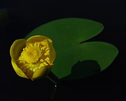 Sárga vízitök (Nuphar lutea)