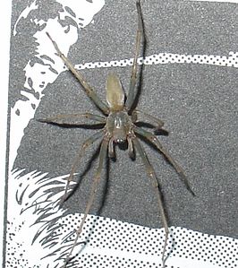 Cheiracanthium inclusum