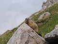 Alpenmurmeltier auf dem Weg zum Karhorn