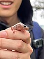 Aneides lugubris headshot from the Bay Area of California