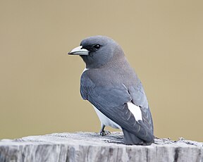 Weißbauch-Schwalbenstar (Artamus leucorynchus)